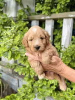 Percy, a male Miniature Goldendoodle for sale in Apple Creek, OH – 6 of 6