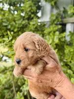 Faye, a female Miniature Goldendoodle for sale in Apple Creek, OH – 4 of 6