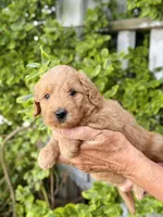 Faye, a female Miniature Goldendoodle for sale in Apple Creek, OH – 3 of 6