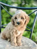 Percy, a male Miniature Goldendoodle for sale in Apple Creek, OH – 2 of 7
