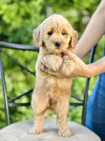 Faye, a female Miniature Goldendoodle for sale in Apple Creek, OH – 4 of 7