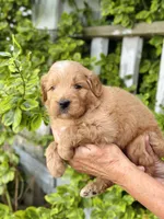 Wells, a male Miniature Goldendoodle for sale in Apple Creek, OH – 4 of 4