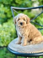 Maisie, a female Miniature Goldendoodle for sale in Apple Creek, OH – 4 of 8