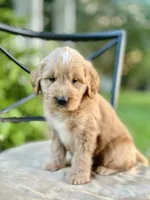 Wells, a male Miniature Goldendoodle for sale in Apple Creek, OH – 5 of 7
