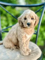 Percy, a male Miniature Goldendoodle for sale in Apple Creek, OH – 5 of 7