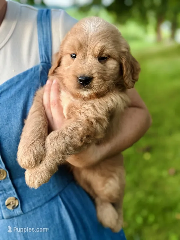 Bram – Miniature Goldendoodle puppy for sale in Apple Creek, OH