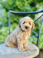 Maisie, a female Miniature Goldendoodle for sale in Apple Creek, OH – 2 of 8