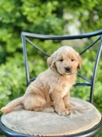 Wells, a male Miniature Goldendoodle for sale in Apple Creek, OH – 3 of 7