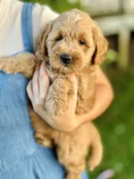 Maisie, a female Miniature Goldendoodle for sale in Apple Creek, OH – 5 of 8