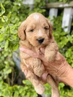 Percy, a male Miniature Goldendoodle for sale in Apple Creek, OH – 3 of 6