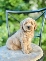 Maisie, a female Miniature Goldendoodle for sale in Apple Creek, OH – 3 of 8