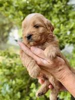 Bram, a male Miniature Goldendoodle for sale in Apple Creek, OH – 4 of 5