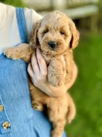 Maisie, a female Miniature Goldendoodle for sale in Apple Creek, OH – 6 of 8