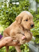 Wells, a male Miniature Goldendoodle for sale in Apple Creek, OH – 2 of 4