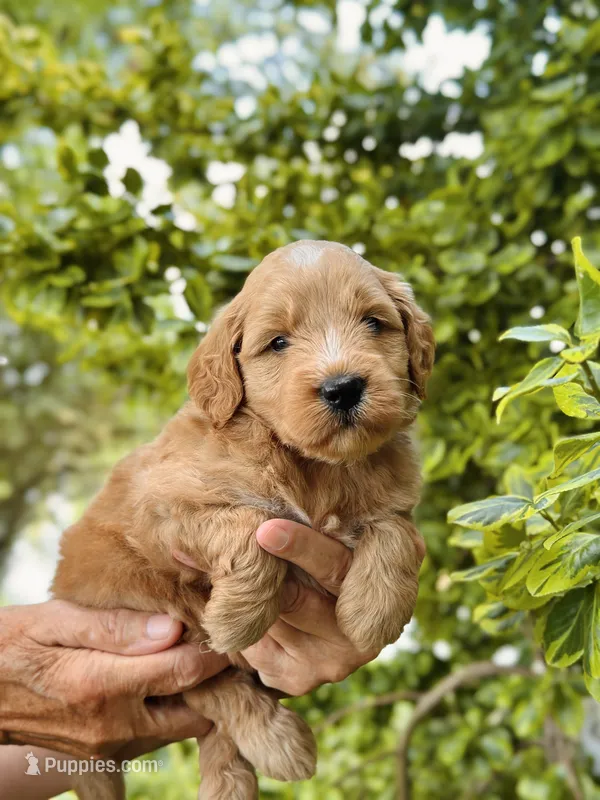 Percy – Miniature Goldendoodle puppy for sale in Apple Creek, OH