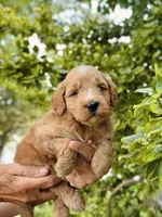 Percy, a male Miniature Goldendoodle for sale in Apple Creek, OH – 1 of 6