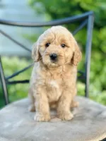 Faye, a female Miniature Goldendoodle for sale in Apple Creek, OH – 3 of 7