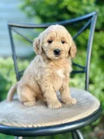 Faye, a female Miniature Goldendoodle for sale in Apple Creek, OH – 5 of 7