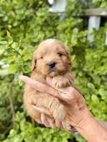 Bram, a male Miniature Goldendoodle for sale in Apple Creek, OH – 2 of 5