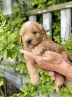 Bram, a male Miniature Goldendoodle for sale in Apple Creek, OH – 5 of 5