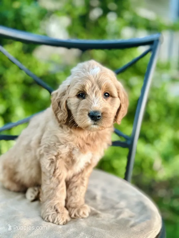 Percy – Miniature Goldendoodle puppy for sale in Apple Creek, OH
