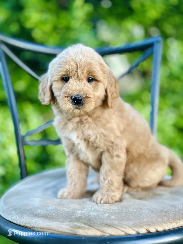Faye – Miniature Goldendoodle puppy for sale in Apple Creek, OH