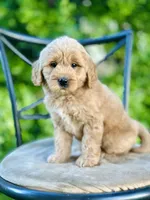 Faye, a female Miniature Goldendoodle for sale in Apple Creek, OH – 1 of 7