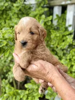 Wells, a male Miniature Goldendoodle for sale in Apple Creek, OH – 3 of 4