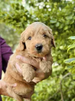 Faye, a female Miniature Goldendoodle for sale in Apple Creek, OH – 2 of 6