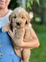 Wells, a male Miniature Goldendoodle for sale in Apple Creek, OH – 4 of 7