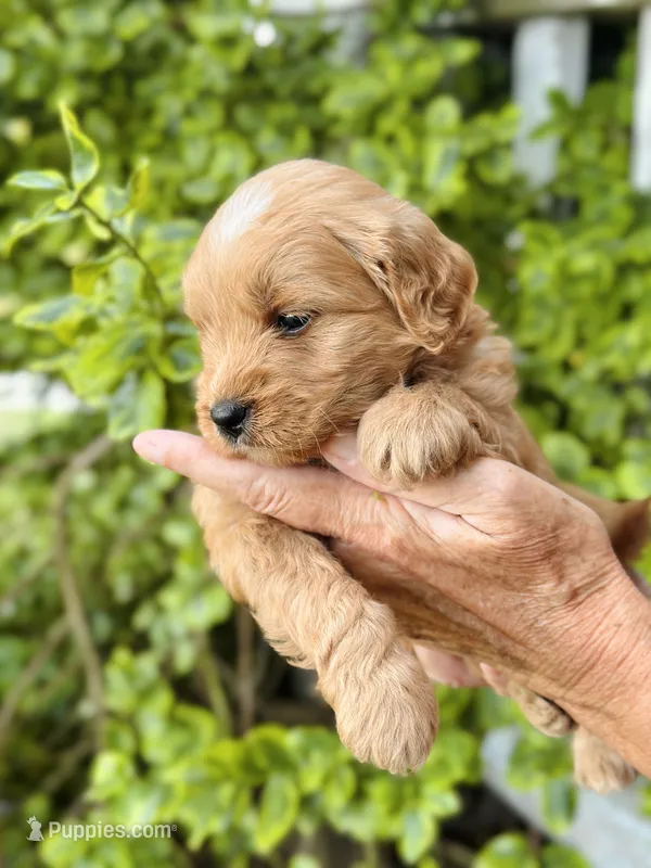 Bram – Miniature Goldendoodle puppy for sale in Apple Creek, OH