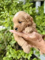 Bram, a male Miniature Goldendoodle for sale in Apple Creek, OH – 1 of 5