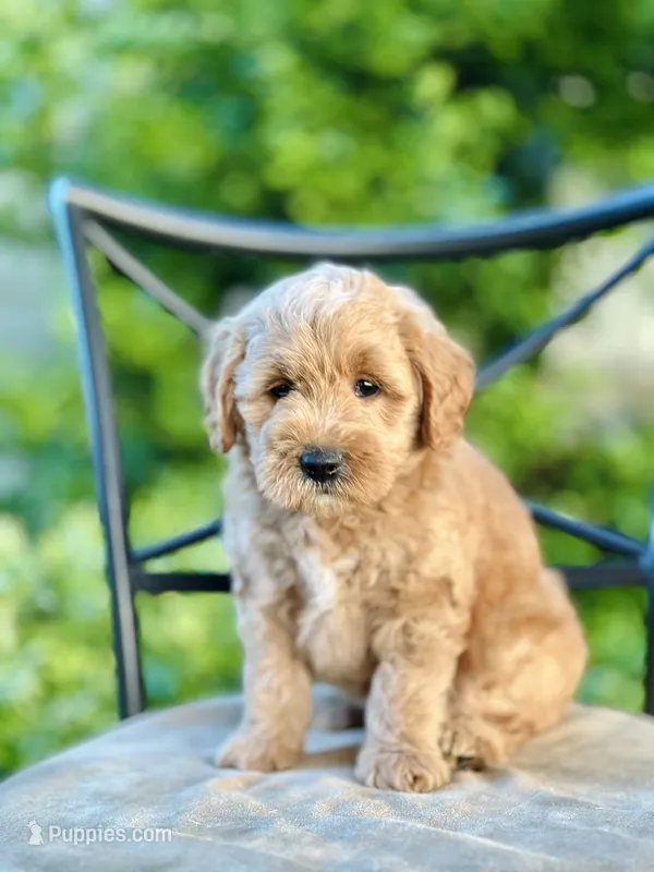 Maisie – Miniature Goldendoodle puppy for sale in Apple Creek, OH