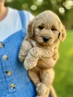 Faye, a female Miniature Goldendoodle for sale in Apple Creek, OH – 2 of 7