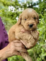 Bram, a male Miniature Goldendoodle for sale in Apple Creek, OH – 3 of 5