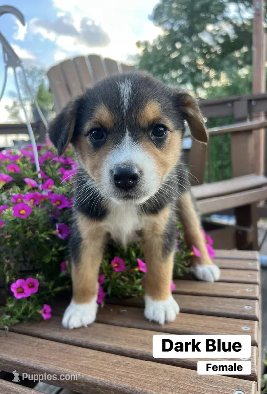 Dark Blue – Australian Cattle Dog, Australian Shepherd puppy for sale in Lamar, MO