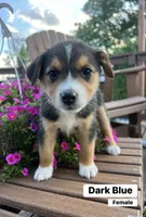 Dark Blue, a female Australian Cattle Dog and Australian Shepherd for sale in Lamar, MO – 1 of 4