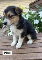 Pink, a female Australian Cattle Dog and Australian Shepherd for sale in Lamar, MO – 2 of 3