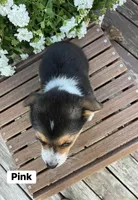 Pink, a female Australian Cattle Dog and Australian Shepherd for sale in Lamar, MO – 3 of 3