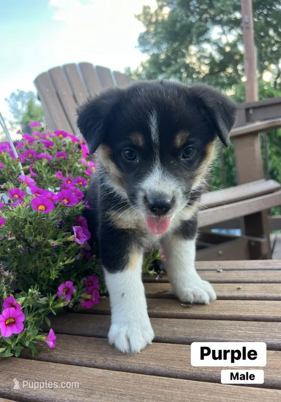 Purple – Australian Cattle Dog, Australian Shepherd puppy for sale in Lamar, MO