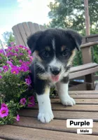 Purple, a male Australian Cattle Dog and Australian Shepherd for sale in Lamar, MO – 1 of 1