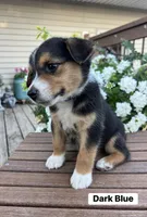 Dark Blue, a female Australian Cattle Dog and Australian Shepherd for sale in Lamar, MO – 4 of 4