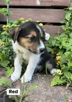 Red, a male Australian Cattle Dog and Australian Shepherd for sale in Lamar, MO – 2 of 2