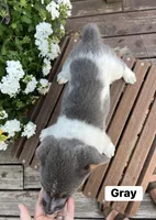 Gray, a female Australian Cattle Dog and Australian Shepherd for sale in Lamar, MO – 5 of 5