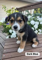 Dark Blue, a female Australian Cattle Dog and Australian Shepherd for sale in Lamar, MO – 3 of 4