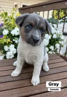 Gray, a female Australian Cattle Dog and Australian Shepherd for sale in Lamar, MO – 2 of 5