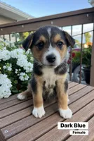 Dark Blue, a female Australian Cattle Dog and Australian Shepherd for sale in Lamar, MO – 2 of 4