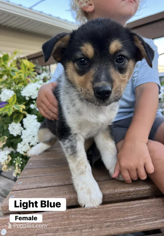 Light Blue – Australian Cattle Dog, Australian Shepherd puppy for sale in Lamar, MO