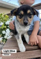 Light Blue, a female Australian Cattle Dog and Australian Shepherd for sale in Lamar, MO – 1 of 2