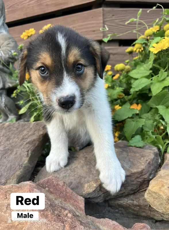Red – Australian Cattle Dog, Australian Shepherd puppy for sale in Lamar, MO